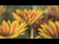 Flies On The Butter - Wynonna Judd (With Naomi Judd)