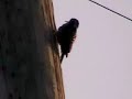 Little Pecker