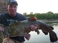Monster Flathead Catfish 52 Pounds Monster Flathead Catfish 52 Pounds