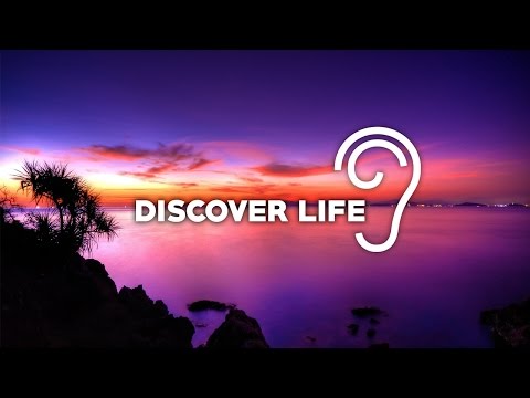 how to discover life