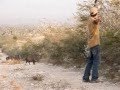 Javelina Bow Hunting
