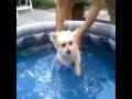 Swimming dog