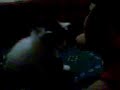el se�or milk vs osito(se�or  de la querencia)