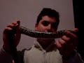 juanma y las pitones