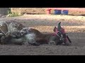 2008 Steer Busting at Cheyenne Frontier Days Rodeo