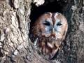 Bosuil (Tawny Owl)