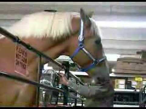 Radar: World's Tallest Living Horse