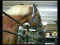 radar-worlds-tallest-living-horse.html