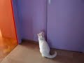 talking-cat.html