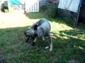 storm and koda