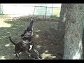 Balue on the springpole