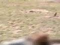 dog And prairie dog rescue mission part 1