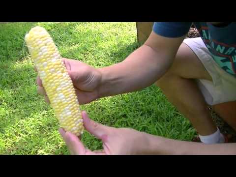 how to fertilize corn plants