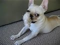 Percy subdues his squeak toy.