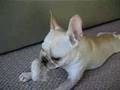 Percy subdues his squeak toy.