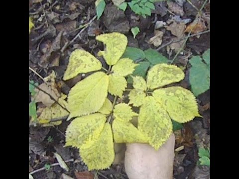 how to grow ginseng in wv
