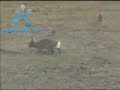 Rabbit vs Snake fight