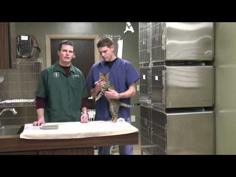 Male Cats Spraying