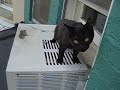 Kitten stuck in the window Kitten stuck in the window