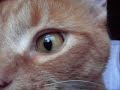 catts - Home Movies - Flixster Video
