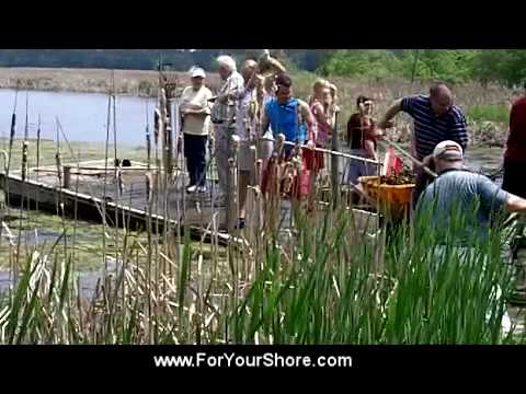 how to harvest algae from pond