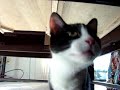 Crazy kitten vs table! LOL Crazy kitten vs table! LOL