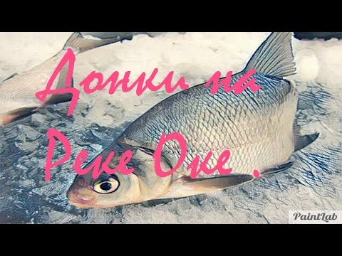 ловля на оке на донку ловля на оке на донку