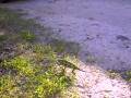 videos de Botswana Wildlife - Chameleon