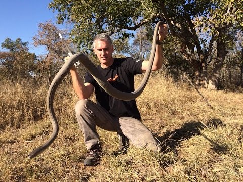 YouTube reptile video
