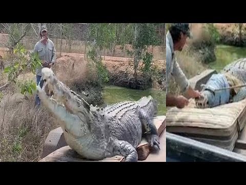 Aussie crocodile wrangler captures monstrous five metre predator (Video) Any Articles News