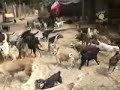 V�deo Ch�cara Amigo Animal