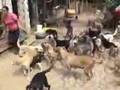VÃdeo Chácara Amigo Animal