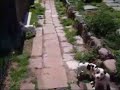 Jack Russell Terrier Video, Movie, Film, Bilder ... Jack Russell Terrier Video, Movie, Film, Bilder ...