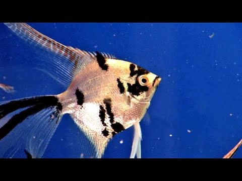 how to care angelfish