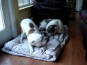 DEE DEE AND TANK OUR BULLDOG