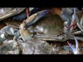 Mamas Don't Let Your Babies Grow up To Be Fishermen - Wayne S. Morgan
