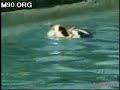 Scuba Cat and Scuba Dog