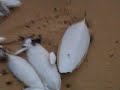 Real Changes - Relaxation Trance Peace & Tranquility