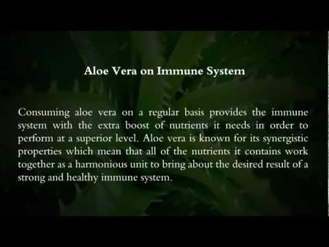 how to harvest fresh aloe vera gel