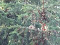 crossbill crossbill