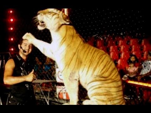 Tigre - Tigre ataca a su domador función circense. El domador del circo fue atacado por el tigre en pleno espectáculo en la Plaza Indígena, de Etchojoa, en el sur de...