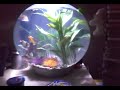 BiOrb 30L fish tank BiOrb 30L fish tank
