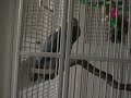 Marv the African Grey Breaks it Down for You