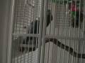 videos de Marv the African Grey Breaks it Down for You