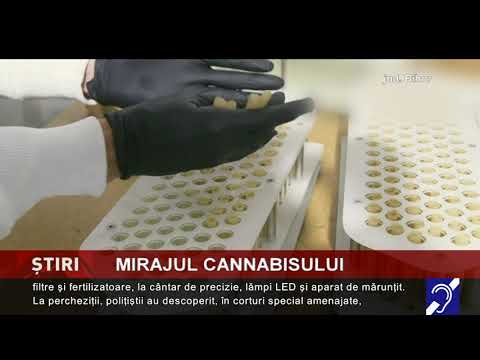 Mirajul cannabisului