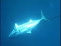 spearfishing 39.2kg Kingfish @ White Island, NZ