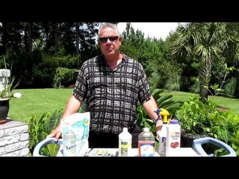 how to fertilize chilli plants