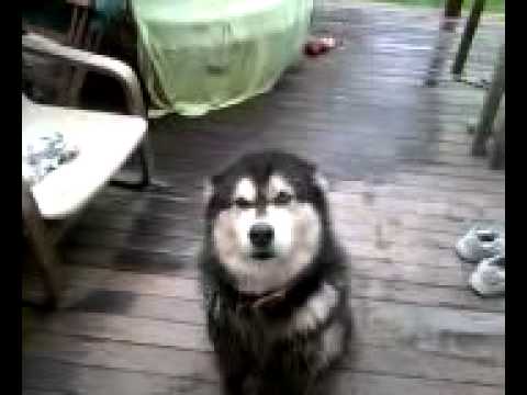 malamute
