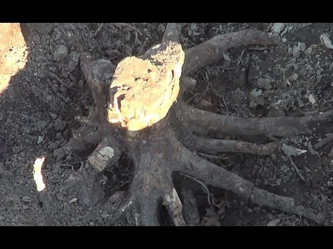 how to dissolve tree stump