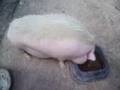 Pig drinkin' water